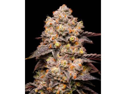 dried fruit Irene OGxZkittlezxGelato 41 hi res
