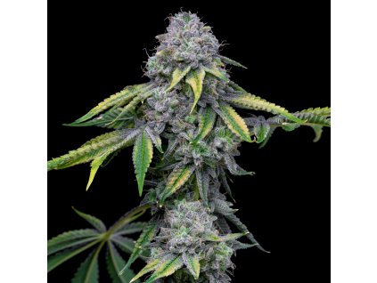 Sour Dubb x Hollywood