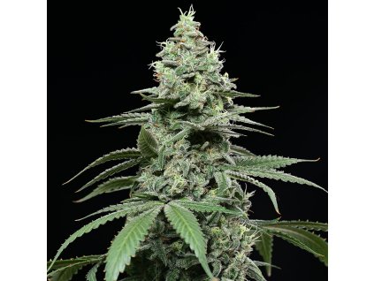 Sunset Pie Georgia Pie x Sunset Sherbet