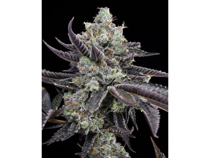 Tie Die Jealousy x Sunset Sherbet