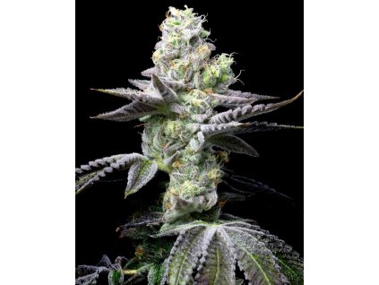 Wet Wet Cheetah Piss x Runtz 2