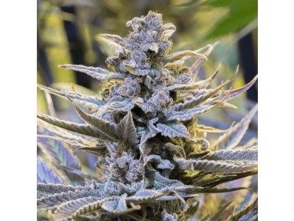 Cookielato - Silent Seeds