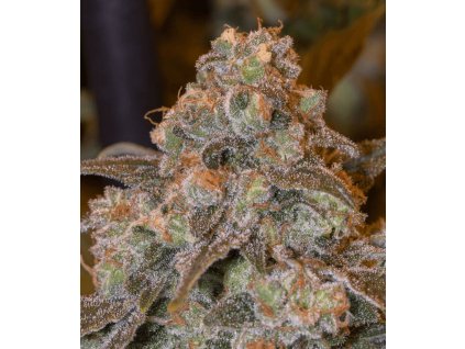 Gorilla Frost - Silent Seeds