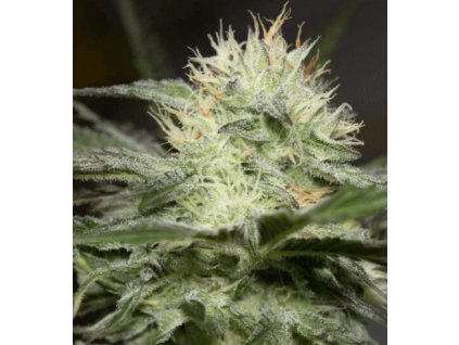 Lemon Sorbet - Silent Seeds