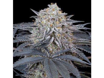 Watermelon Runtz - Silent Seeds