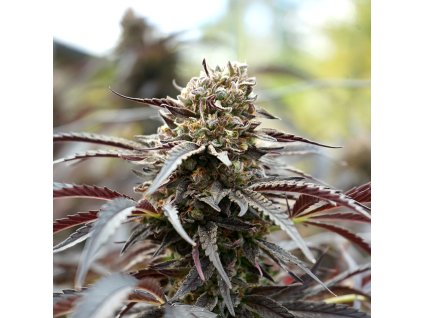 White Runtz Fast Flowering - HSO