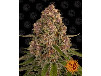 Pink Kush - Barney´s Farm -