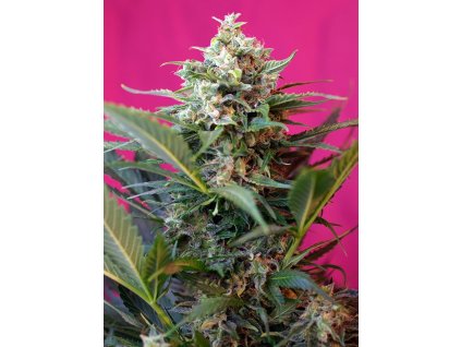 Big Devil XL Auto - Sweet Seeds