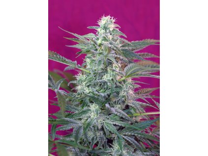 Big Foot - Sweet Seeds