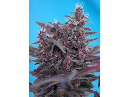 Black Cream Auto - Sweet Seeds