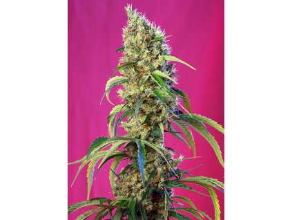 Black Jack CBD - Sweet Seeds