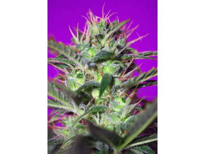 Botafumeiros - Sweet Seeds