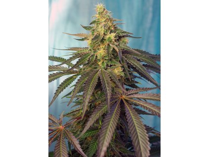 Cream Caramel CBD - Sweet Seeds
