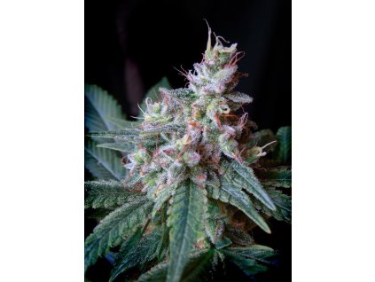 cream caramel f1 fast version