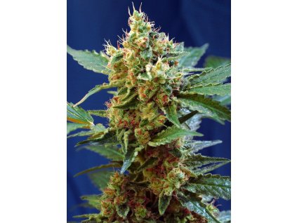 Cream Mandarine XL Auto - Sweet Seeds