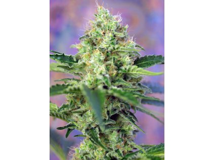 Crystal Candy - Sweet Seeds