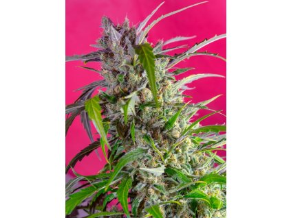 Crystal Candy Auto - Sweet Seeds