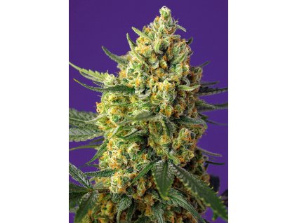 Crystal Candy XL Auto - Sweet Seeds