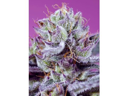 diablos delight xl auto