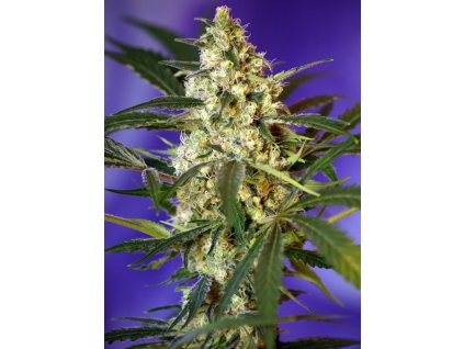 Fast Bud Auto - Sweet Seeds