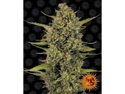 Acapulco Gold - Barney´s Farm