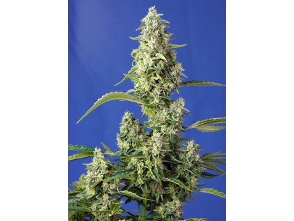 Gorilla Girl XL Auto - Sweet Seeds