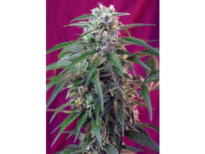 Green Poison Auto - Sweet Seeds