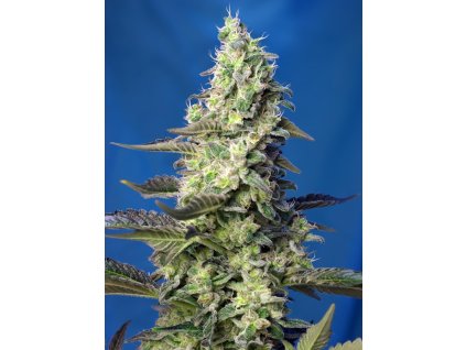 Green Poison XL Auto - Sweet Seeds