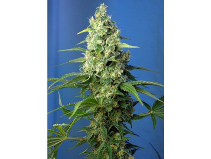 Honey Peach Auto CBD - Sweet Seeds