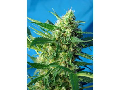 Ice Cool Auto - Sweet Seeds