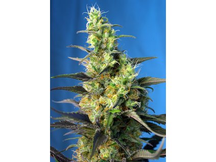 Ice Cool CBD - Sweet Seeds