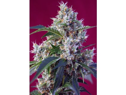 Indigo Berry Kush - Sweet Seeds