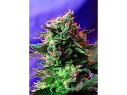 Jack 47 - Sweet Seeds