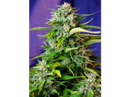 Jack 47 Auto - Sweet Seeds