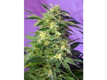 Killer Kush Auto - Sweet Seeds