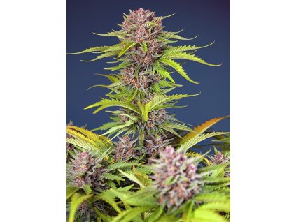 mimosa bruce banner xl auto (1)