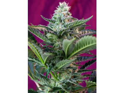 Mohan Ram Auto - Sweet Seeds