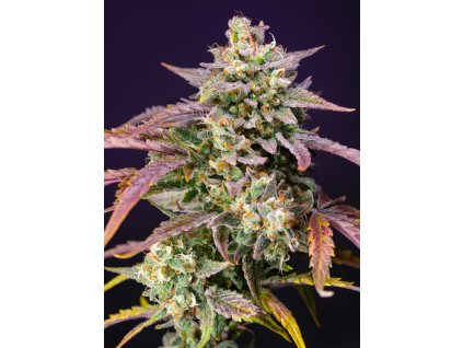 Purple Punch OG XL Auto - Sweet Seeds