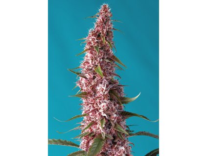 Red Pure Auto CBD - Sweet Seeds