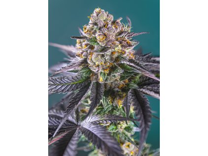 Red Strawberry Banana Auto - Sweet Seeds