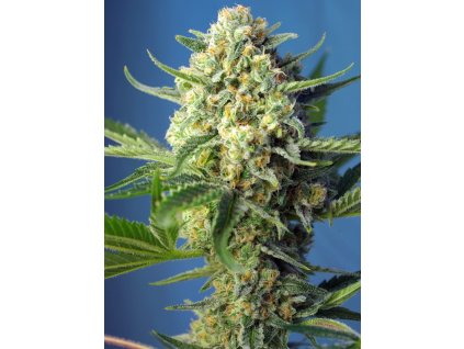 S.A.D. Sweet Afgani Delicious Auto - Sweet Seeds