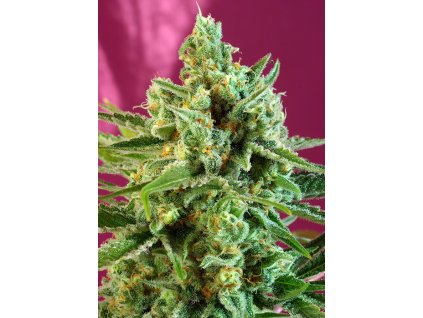 S.A.D. Sweet Afgani Delicious CBD - Sweet Seeds