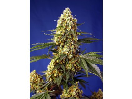 Strawberry Banana Gelato XL Auto - Sweet Seeds