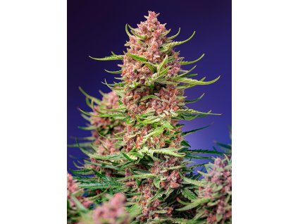 strawberry cola sherbet f1 fast version (1)