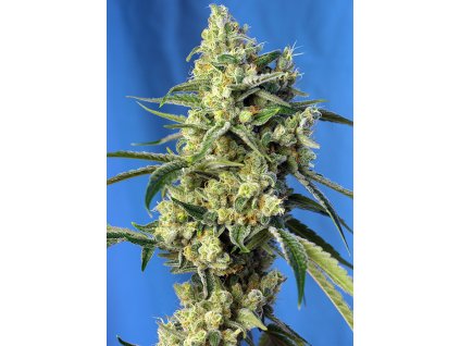 Sweet Amnesia Haze - Sweet Seeds