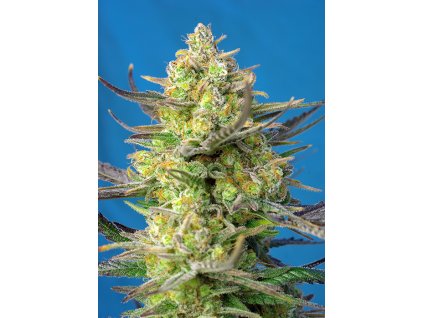 Sweet Cheese XL Auto - Sweet Seeds