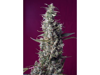 Sweet Cherry Pie - Sweet Seeds