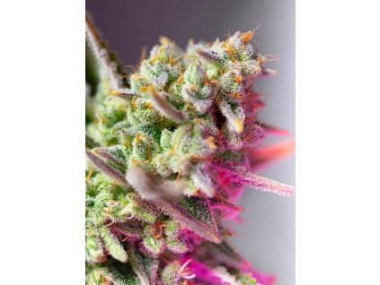 Sweet Mimosa XL Auto - Sweet Seeds