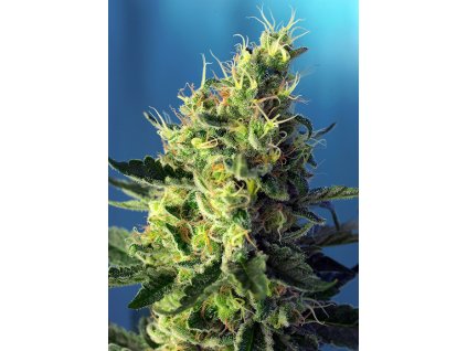 Sweet Pure CBD - Sweet Seeds