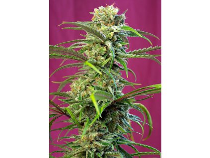 Sweet Tai - Sweet Seeds